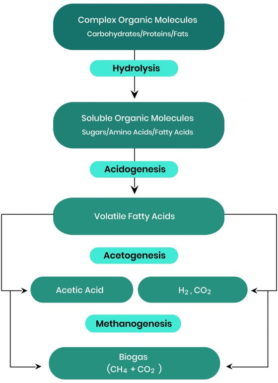 Biological Processes Involved in Anaerobic Treatment